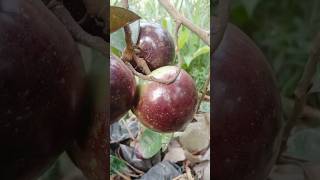 Caimito Purple VS Caimito Green Star Apple Fruit Caribbean Central America exoticfruit exotica [upl. by Antonius564]