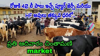 Pure Jersey and HF cow price in Chintamani market [upl. by Gauntlett]