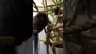 Pichiku the Titi Monkey is growing up strong [upl. by Hanson]