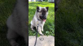 introducing the keeshond 🐕 a very cute pet breed keeshond [upl. by Eyaj953]