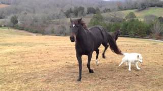 Horse vs dog [upl. by Assirat]