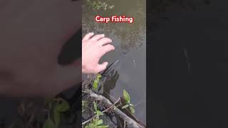 Carp fishing  fishing amazing entertainment bigfish bigcarp carp catchandrelease fyp [upl. by Loree613]