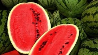 How to Grow Watermelon from Seed [upl. by Aztirak345]