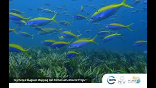 Enhancing Seagrass Management and Conservation in the Western Indian Ocean [upl. by Capone518]