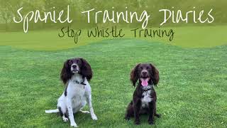 Gundog Training  The Stop Whistle [upl. by Fairfax]