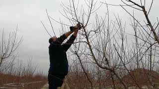 PODA DE MELOCOTONEROPEACH PRUNING [upl. by Ahsenav]