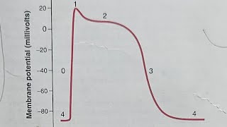 12Cardiac muscle Action potential phases and ionic basis video 12th from CVS by droogway [upl. by Ueihtam517]