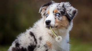 Flyball A Perfect Sport for Active Australian Shepherds [upl. by Inirt967]