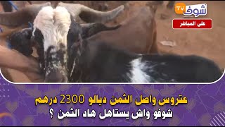 مباشرة من الجديدةعتروس واصل الثمن ديالو 2300 درهمشوفو واش يستاهل هاد الثمن ؟ [upl. by Ku]