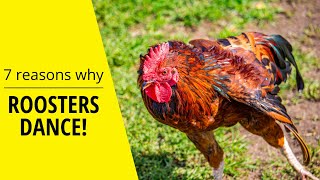 Why roosters dance [upl. by Anwad]