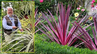 CORDYLINE D’AUSTRALIE TOUCHE D’EXOTISME POUR LE JARDIN EN CLIMAT DOUX… Le Quotidien du Jardin N°262 [upl. by Orhtej]