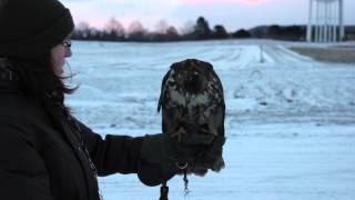 Redtailed Hawk Buteo jamaicensis Falconry Training [upl. by Akirdnwahs75]