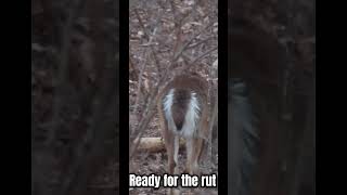 Best sight in the world… swole necks and nose to the ground whitetail hunting outdoors [upl. by Alletniuq]