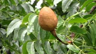 Swietenia Macrophylla  Big Leaf Mahogany  Chacha Nehru park  Masab Tank  Hyderabad [upl. by Mcgaw189]