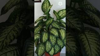 Top 10 Fastest Growing Indoor Plants indoorplants garden houseplants plantsshorts [upl. by Assed]