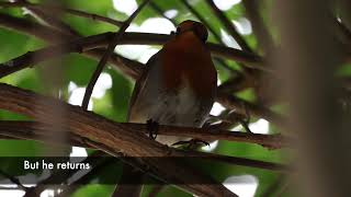 Welcome home from a robin [upl. by Mayer]