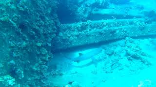 White Tip Reef Shark roaming around Mala Wharf in Maui Hawaii [upl. by Jessamyn]