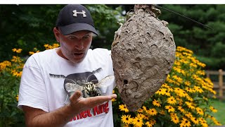 3 HORNETS Nests  Keeping Hornets as Pets  Wasp Nest Removals [upl. by Ivon]