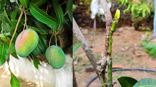 Mango contact grafting attaching on extra rootstock  Home gardening by Chaitanya [upl. by Plerre]