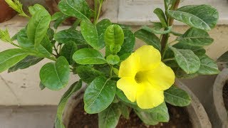 How To Grow amp Care Allamanda Plant  Golden Trumpet in Pots  Allamanda Plant Care [upl. by Levitus]