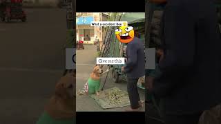 What a excellent boe 🫣🤣 funnyanimal rockythecutie funny comedyfilms comedymovies cuterocky p [upl. by Silvers]