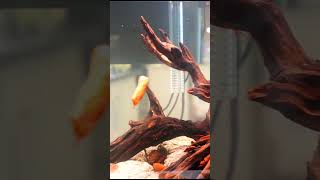 Why You NEED The Kuhli Loach aquariumfish fishtank fishkeeper aquariums fish shorts [upl. by Dumanian]