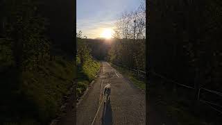 Spaziergang im Sonnenuntergang sunset happydog wandernmithund [upl. by Reivazx]