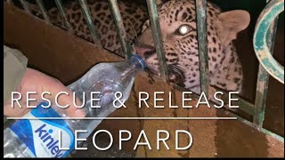 Himachal  Leopard Rescue and Release [upl. by Undry902]