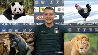 Belotti è il Gallo… e gli altri Azzurri  EURO 2020 [upl. by Iuq]