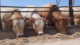 Intensive System Beef Cattle Farming in Israel [upl. by Tanny]