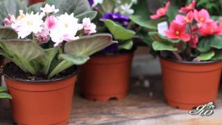 African Violet and Primrose  Two Beautiful Flowers to add to your garden [upl. by Viehmann]