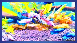 Proceeding Show to Planting in a Betta Tank [upl. by Naitirb]