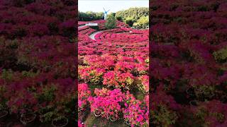 Good Morning Red Garden Bougainvillea  Flowers Bloom  Rare Collection  Tips  grafted  grow [upl. by Yennor]