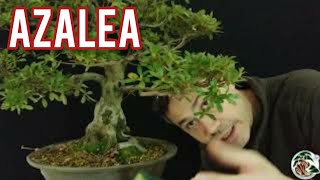 Un bonsai di azalea allo Studio Bonsai Insubria [upl. by Yemrots]