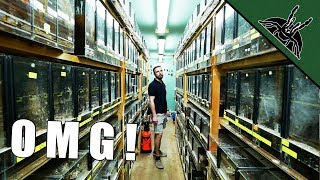 BIGGEST TARANTULA COLLECTION  spidersworldeu tour [upl. by Ssew]