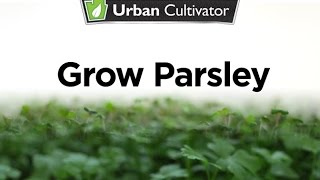 How to Grow Parsley Indoors  Urban Cultivator [upl. by Jard]