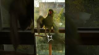 Ringneck parrot flight recall bird training shorts viral cuteanimals cutebirds birdslover [upl. by Semele241]