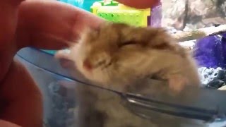 Melting Dwarf Hamster [upl. by Norrehc]