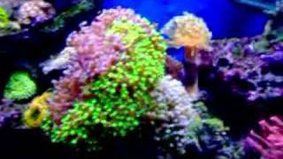 My 75 gallon Reef Tank [upl. by Nnaeirb386]