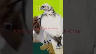 صقر جير الترا وايت Gyrfalconsفالكون [upl. by Aniteb609]