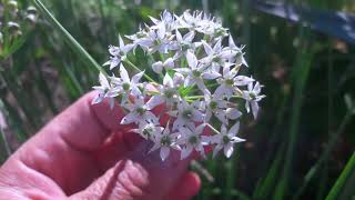 Allium tuberosum o aglio cinese bello e generoso [upl. by Aneloaup]