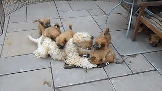 Wheaten Terrier mom plays with her adorable puppies [upl. by Mosenthal786]