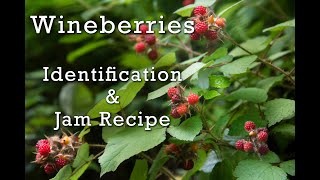 Wineberries Confused for Raspberries Identification Recipe Berry Picking in the Countryside [upl. by Ruben]