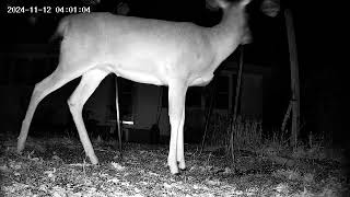 deer in our yard [upl. by Brufsky686]