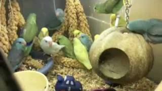 Group of Pacific Parrotlet Birds [upl. by Navoj]