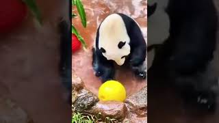 PANDA MONIUM 🐼 panda cuteanimals animals subscribe share comment like [upl. by Rebme809]