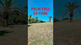 palmtree sapark shortvideo AnelynAnac [upl. by Violeta856]