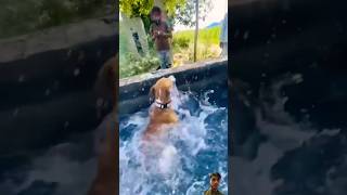 Aaj humra dog na swimming kea StreetDogPluto pets petlover short [upl. by Jandel]