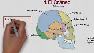 🔵 HUESOS de la CABEZA  Huesos del CRÁNEO Cara y Oído Medio ✔️ [upl. by Ahsaet999]