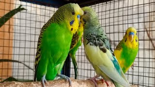 3 Hr Help Quiet Parakeets Sing by Playing This Budgies Chirping Help Depressed lonely sad Birds [upl. by Mavra]